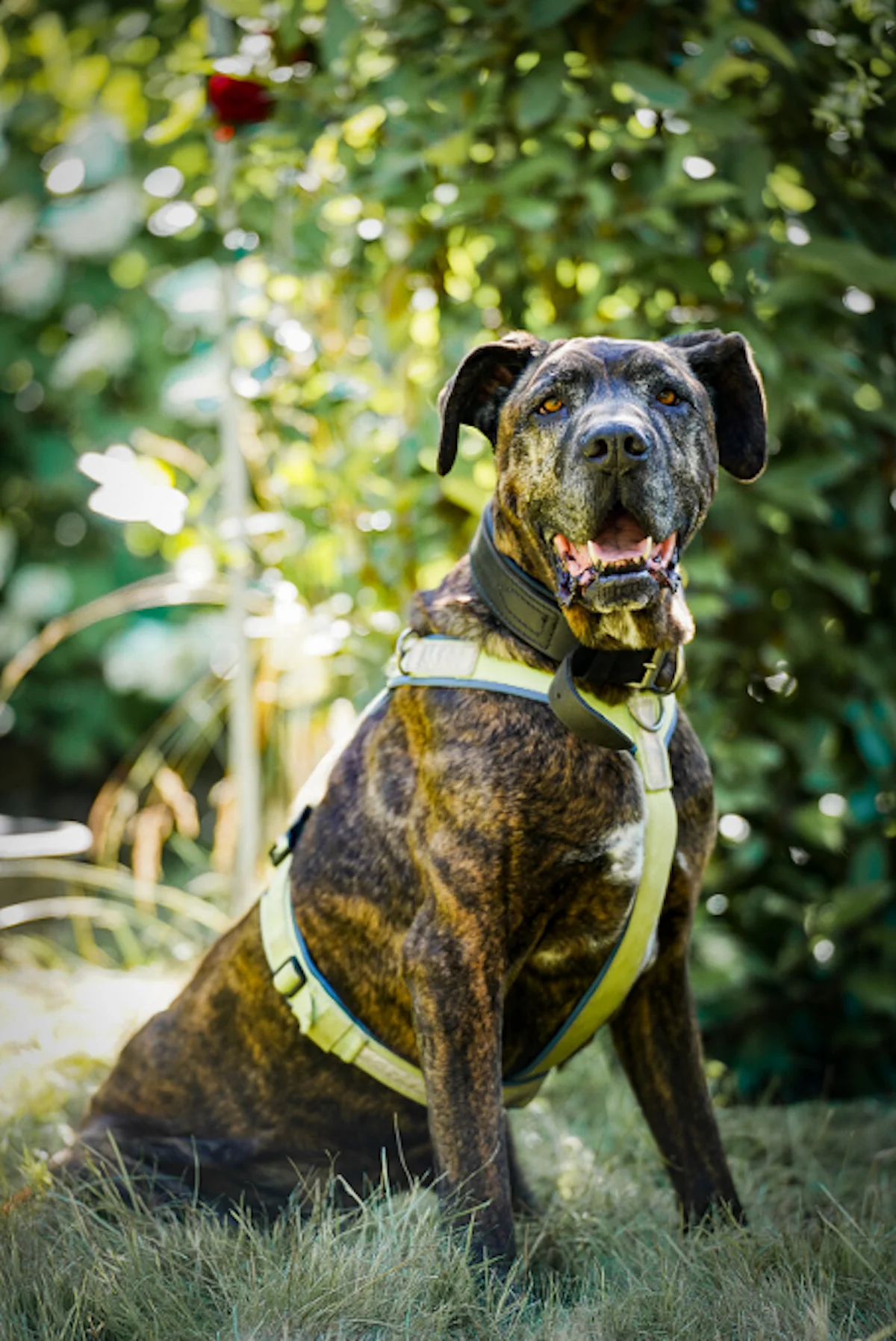 Hund von Tierschutzverein Pforzheim und Umgebung e.V