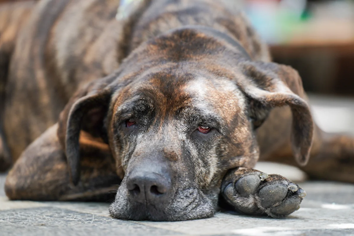 Hund von Tierschutzverein Pforzheim und Umgebung e.V