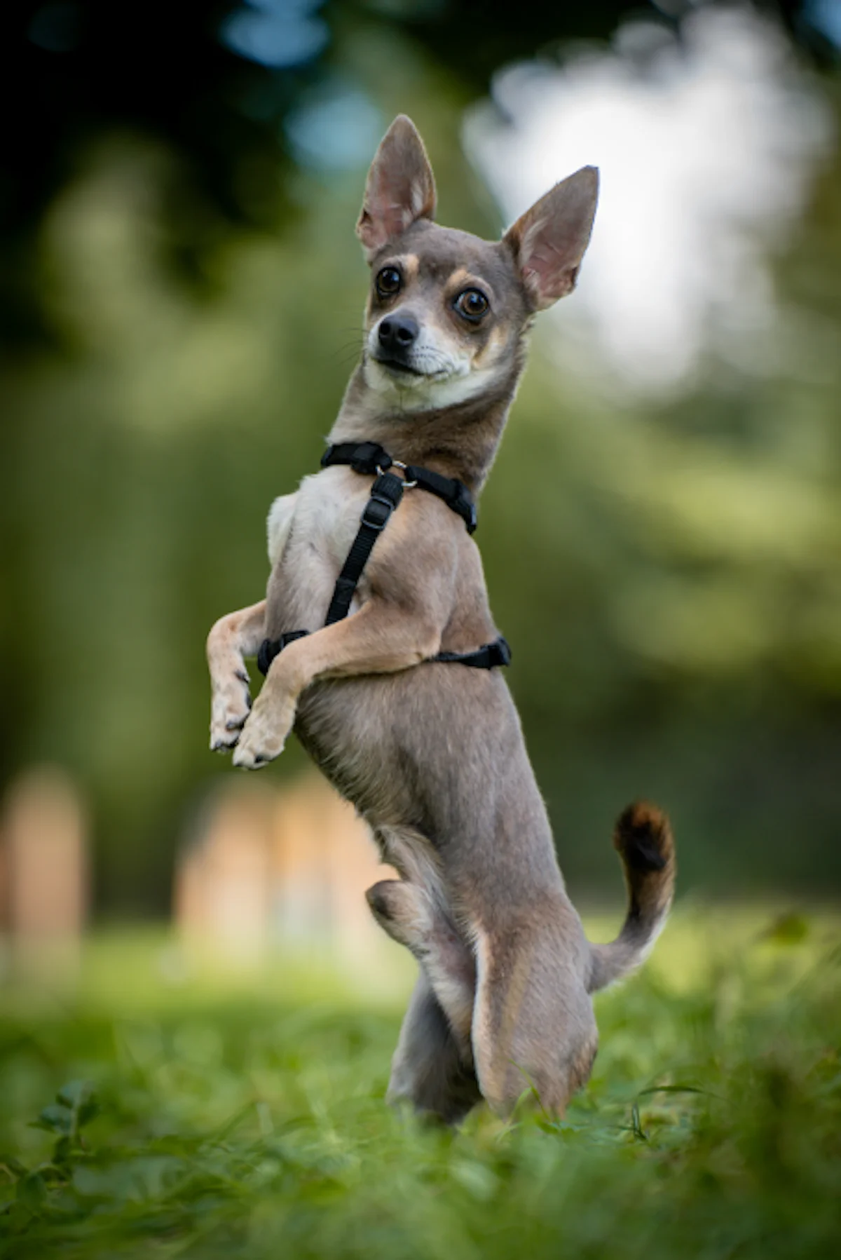Hund von Tierschutzverein Pforzheim und Umgebung e.V