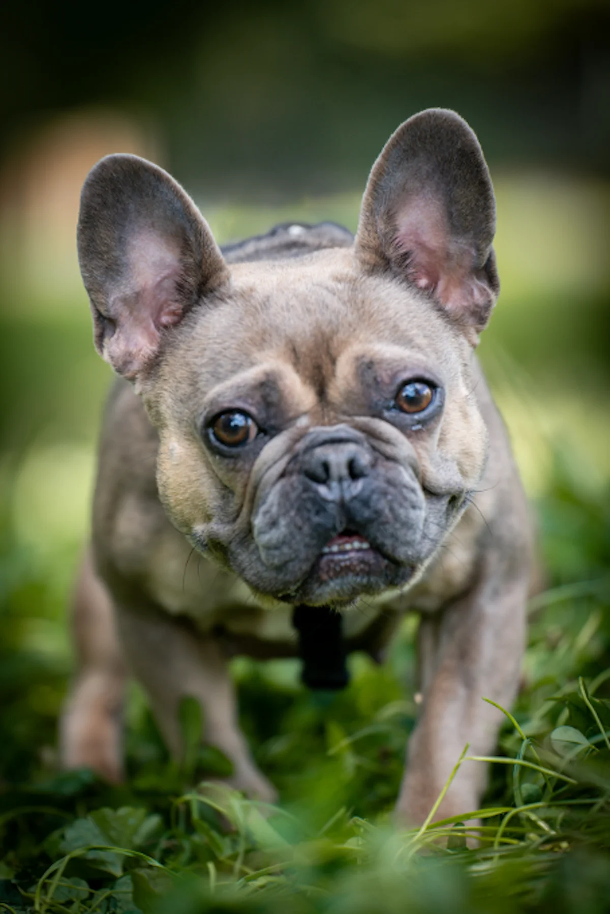 Hündinnen von Tierschutzverein Pforzheim und Umgebung e.V