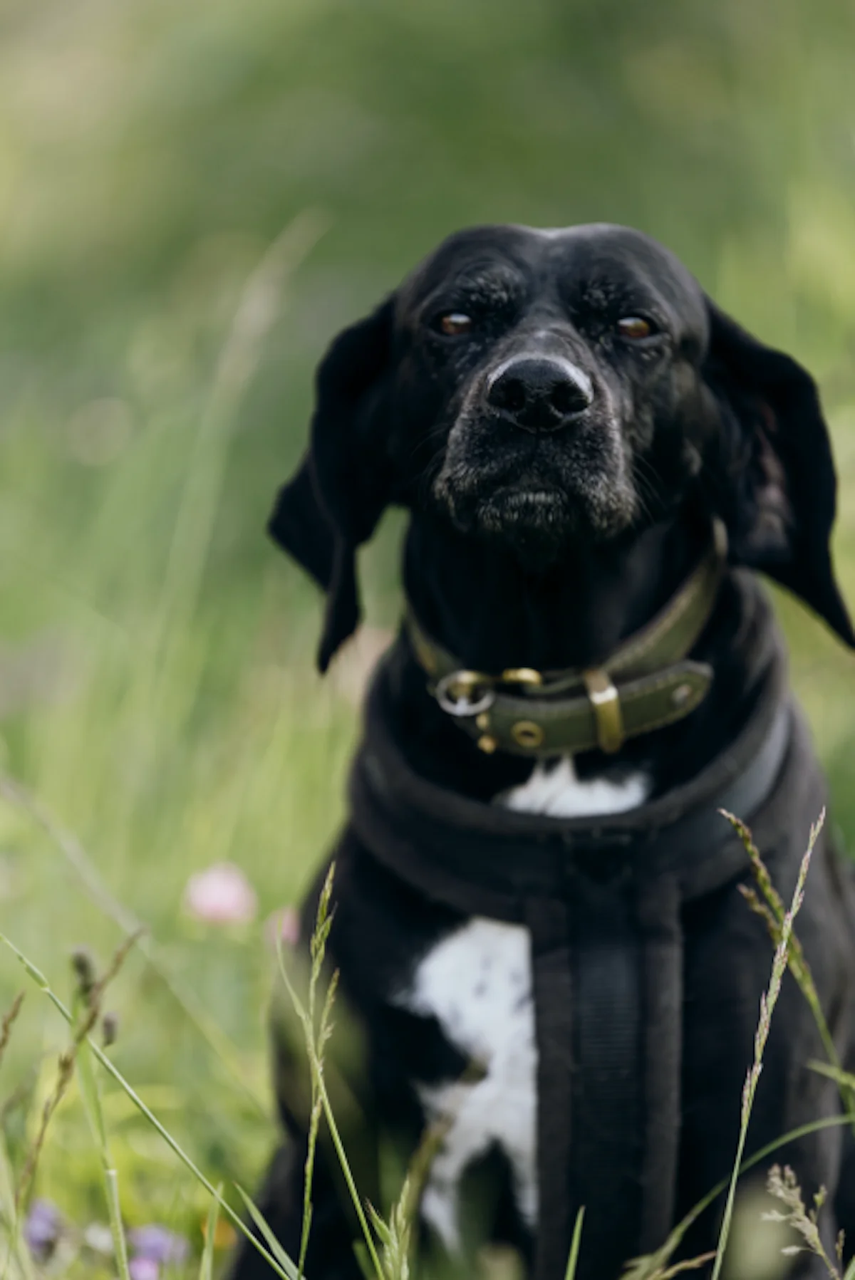 Hund von Tierschutzverein Pforzheim und Umgebung e.V