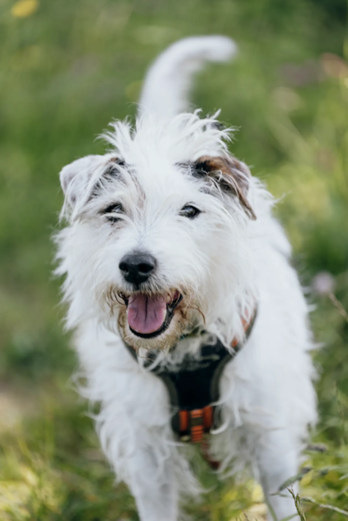 Hund von Tierschutzverein Pforzheim und Umgebung e.V
