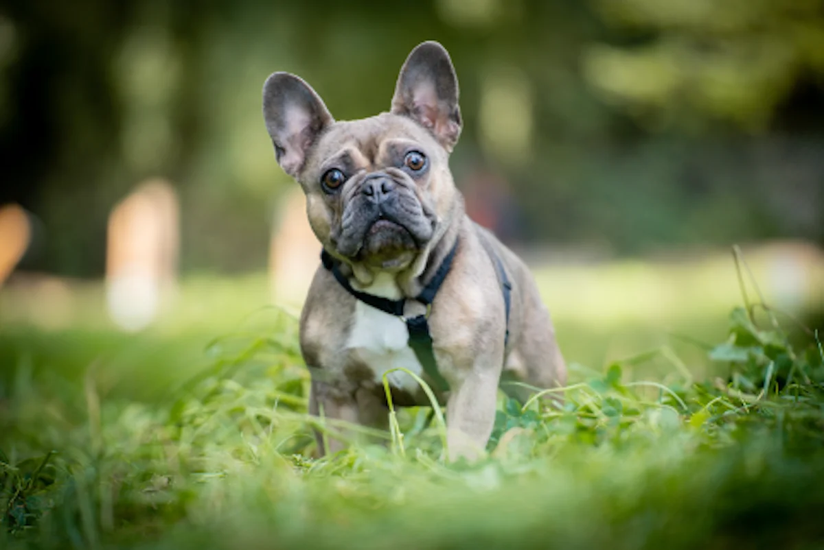 Hündinnen von Tierschutzverein Pforzheim und Umgebung e.V