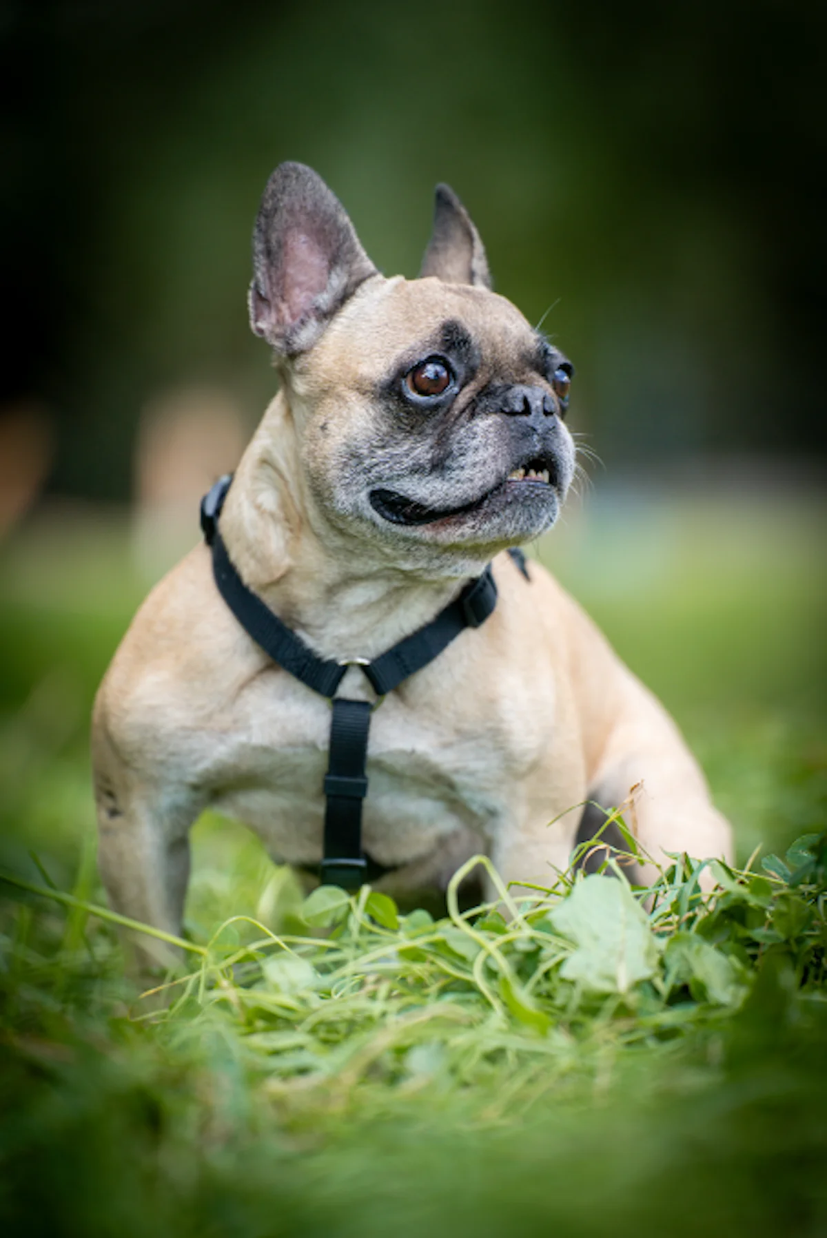 Hündinnen von Tierschutzverein Pforzheim und Umgebung e.V