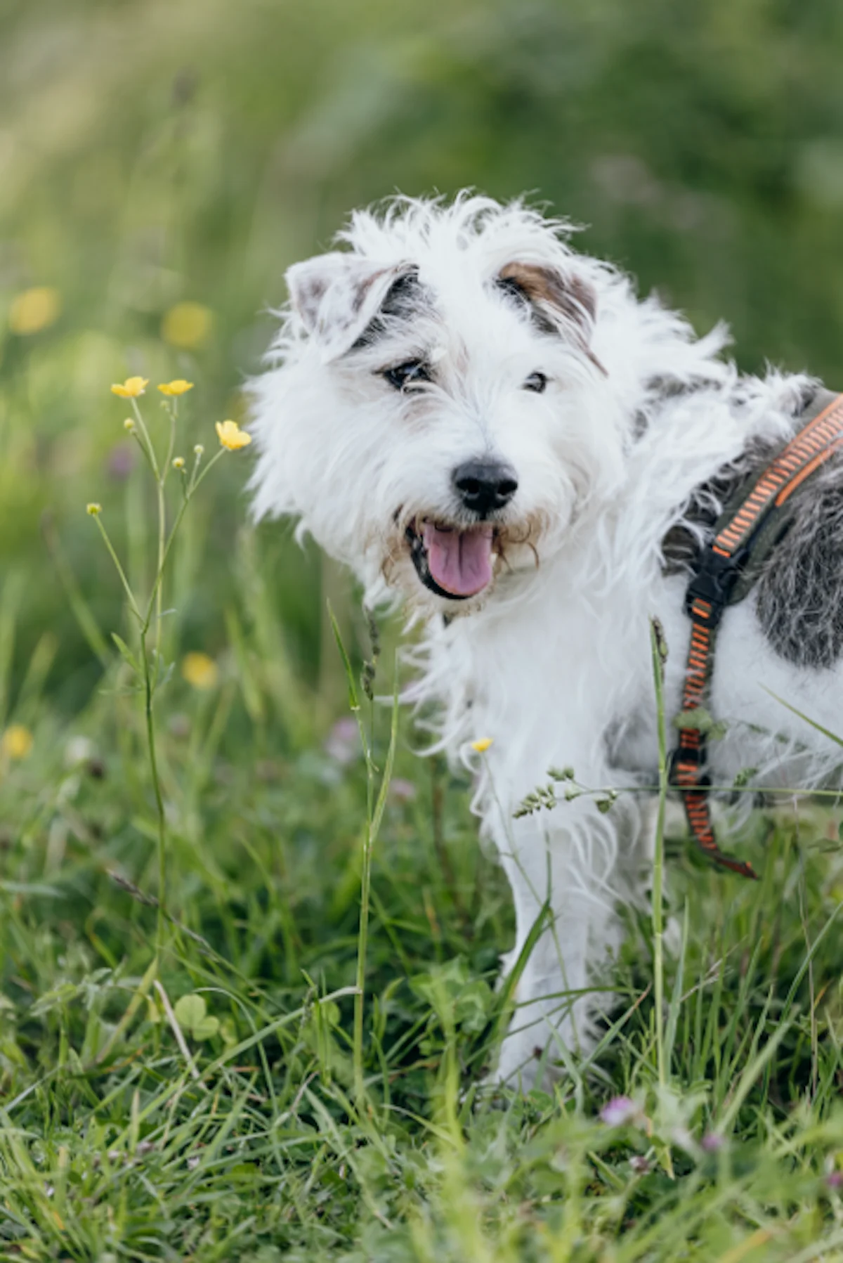 Hund von Tierschutzverein Pforzheim und Umgebung e.V