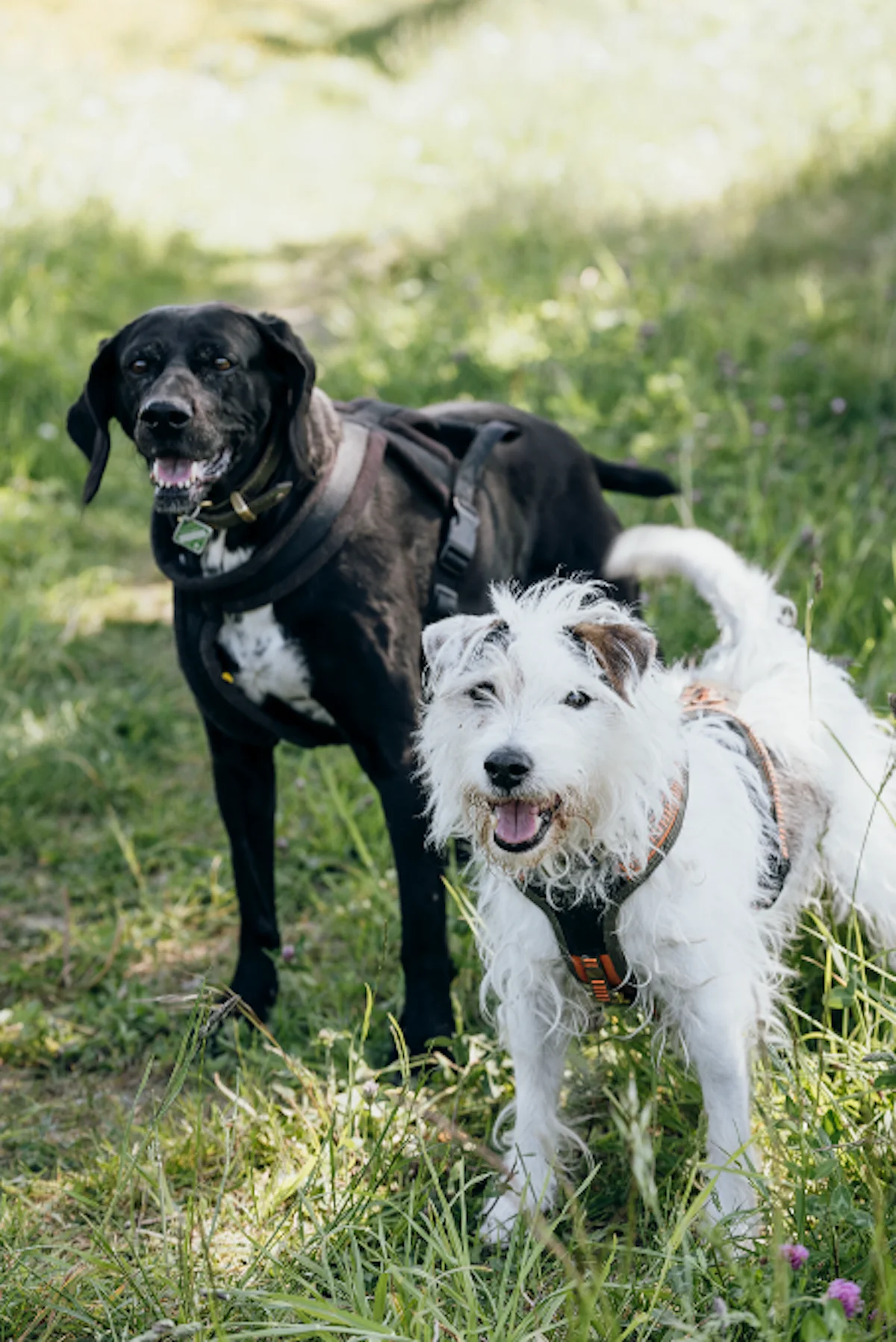 Hund von Tierschutzverein Pforzheim und Umgebung e.V