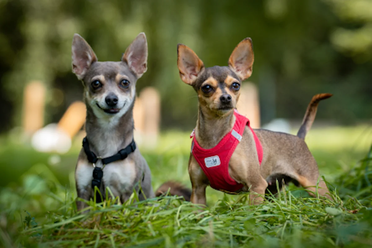 Hund von Tierschutzverein Pforzheim und Umgebung e.V