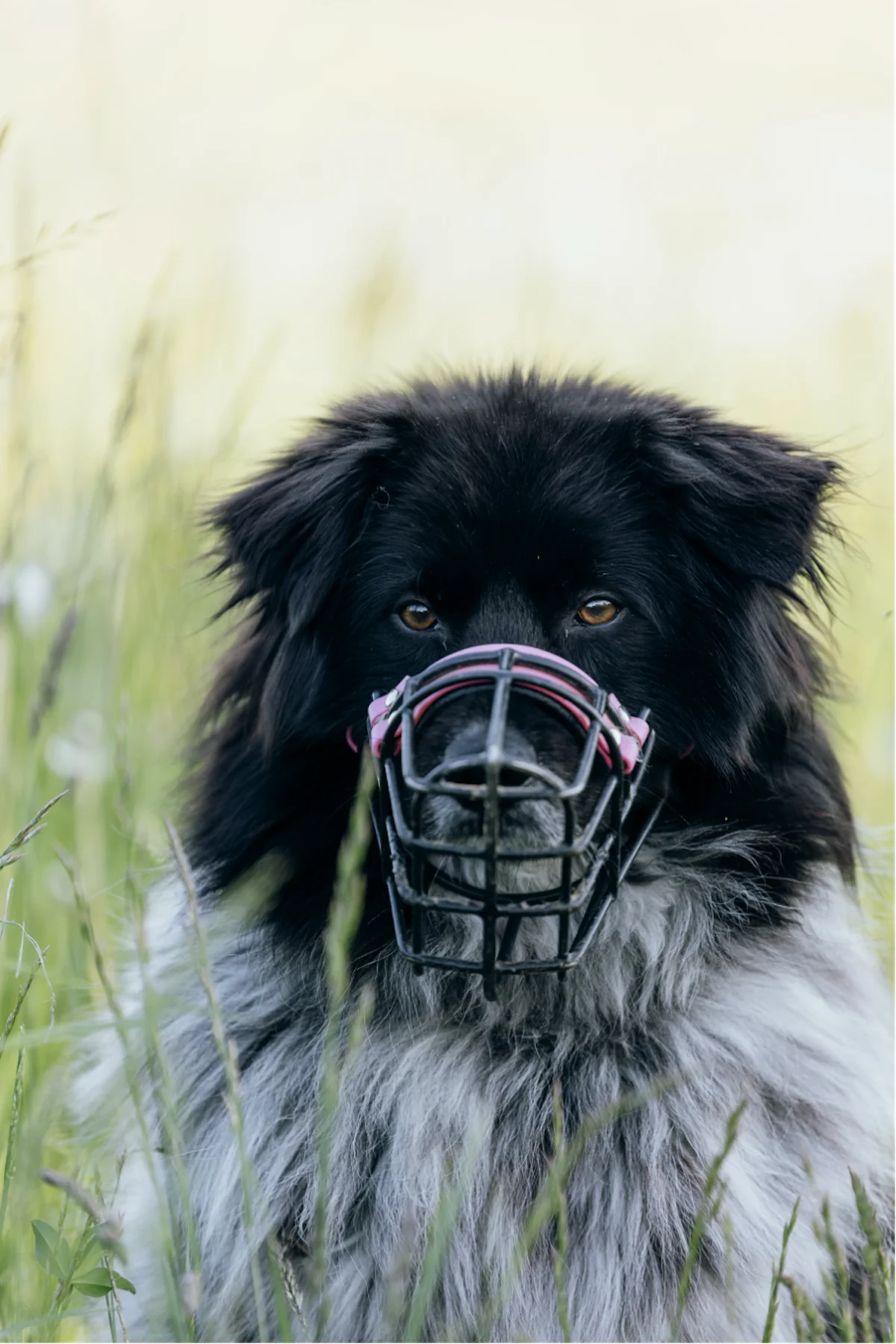 Hündinnen von Tierschutzverein Pforzheim und Umgebung e.V