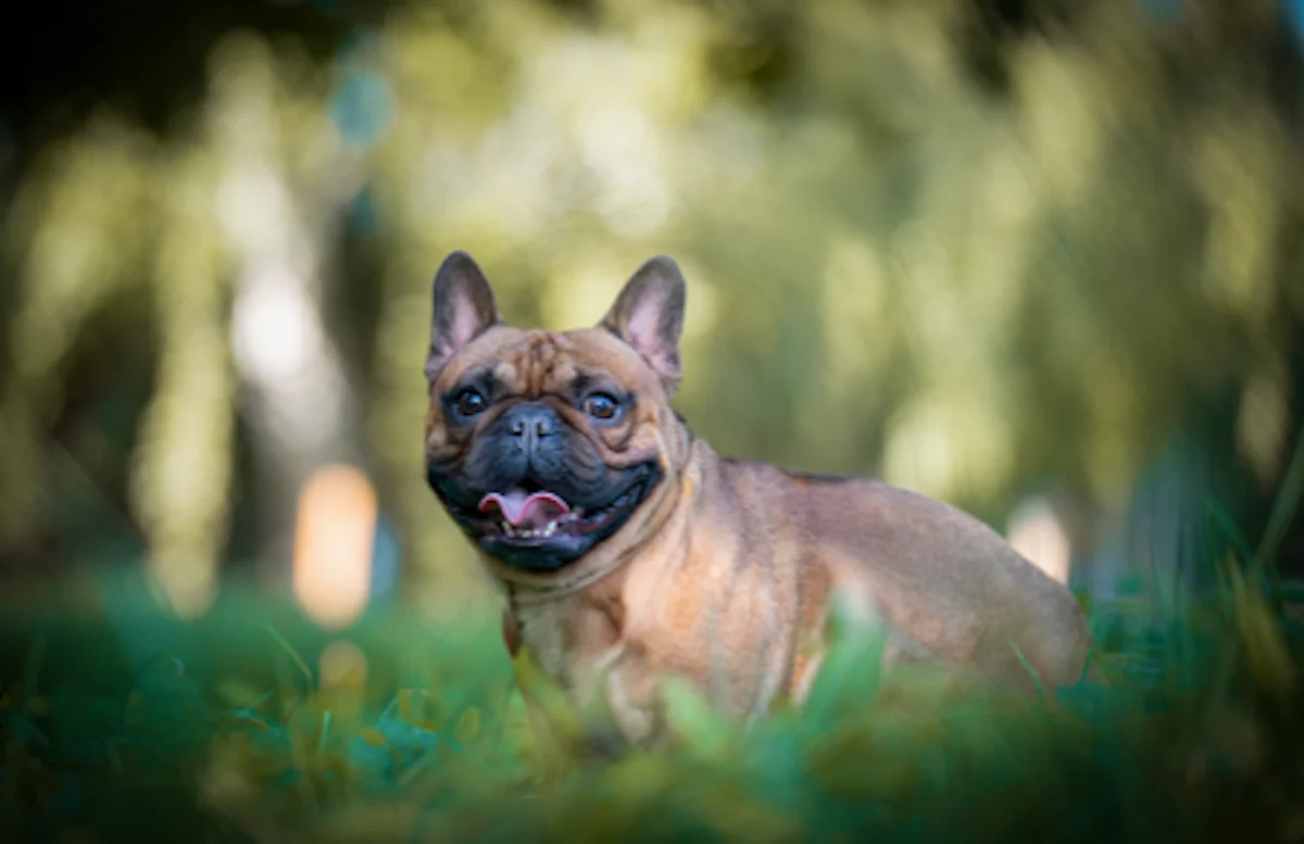 Hund von Tierschutzverein Pforzheim und Umgebung e.V