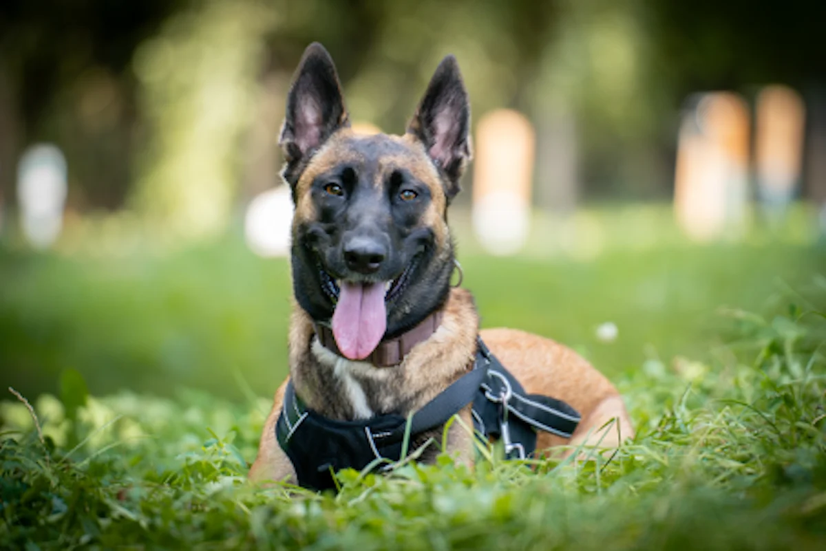Hündinnen von Tierschutzverein Pforzheim und Umgebung e.V