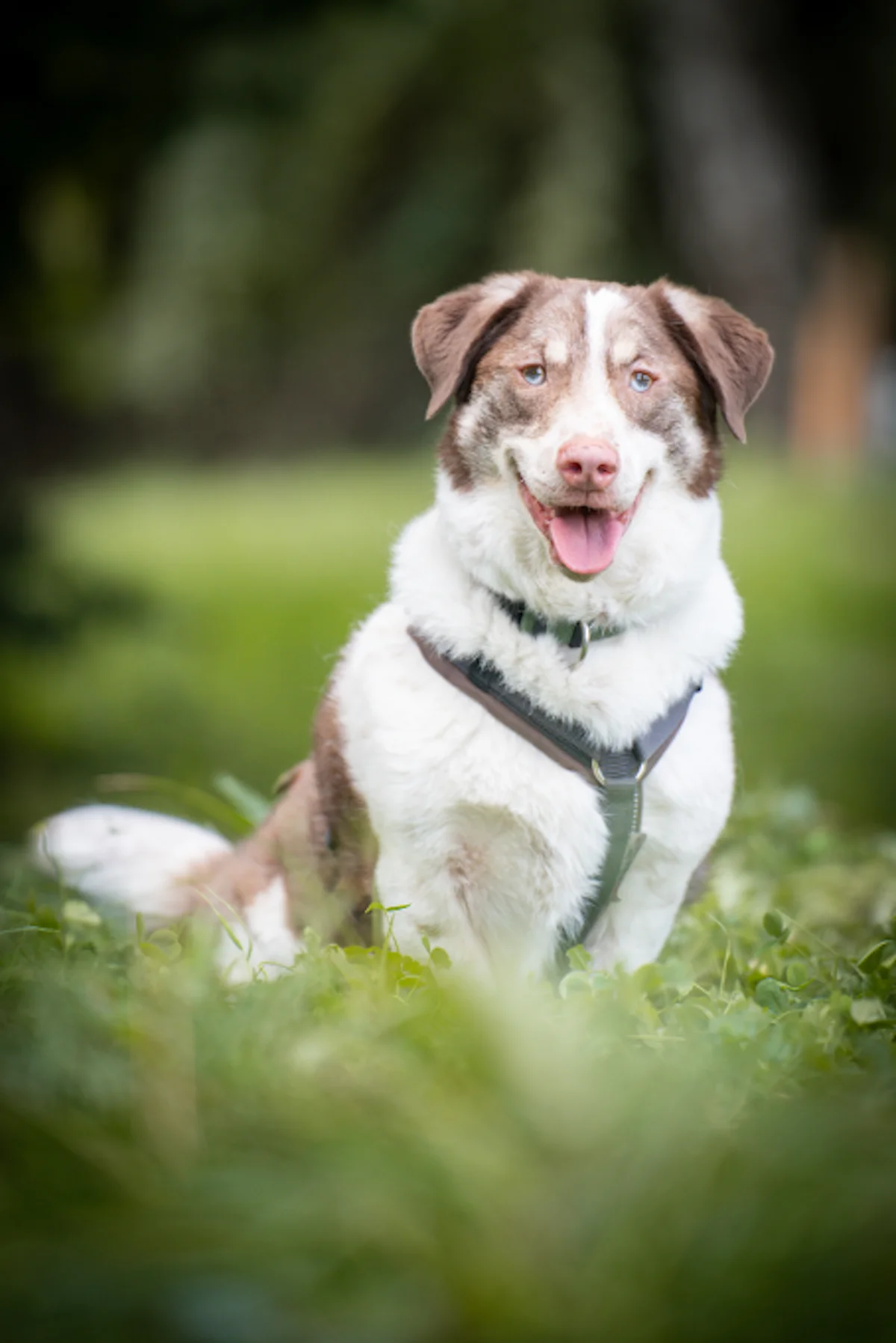 Hund von Tierschutzverein Pforzheim und Umgebung e.V