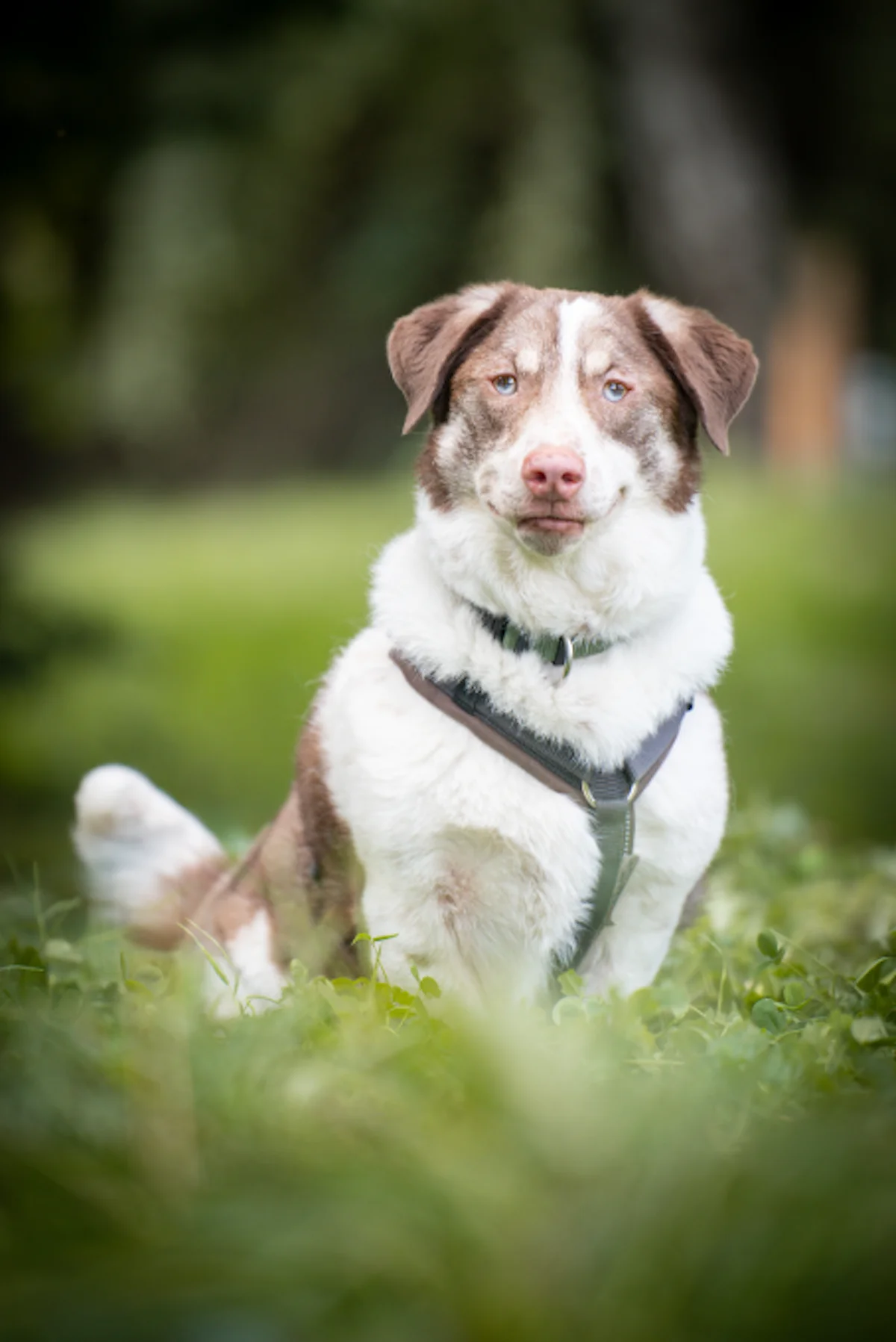 Hund von Tierschutzverein Pforzheim und Umgebung e.V