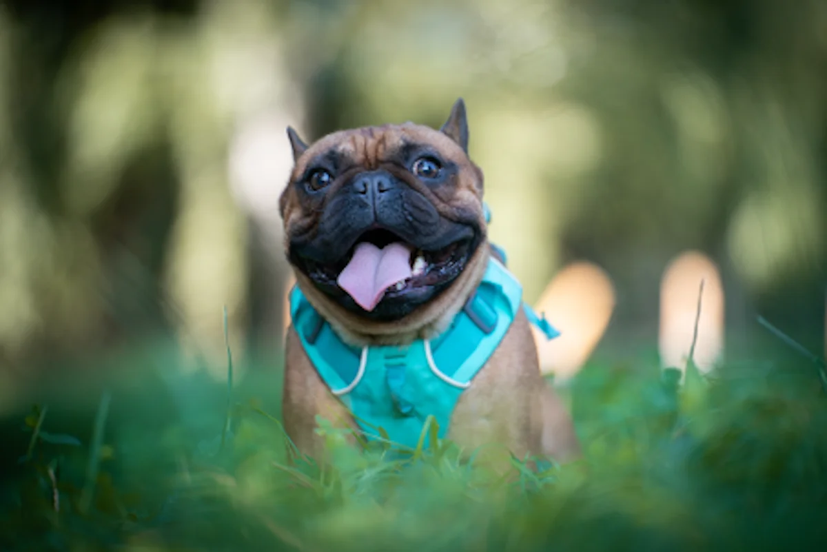 Hund von Tierschutzverein Pforzheim und Umgebung e.V