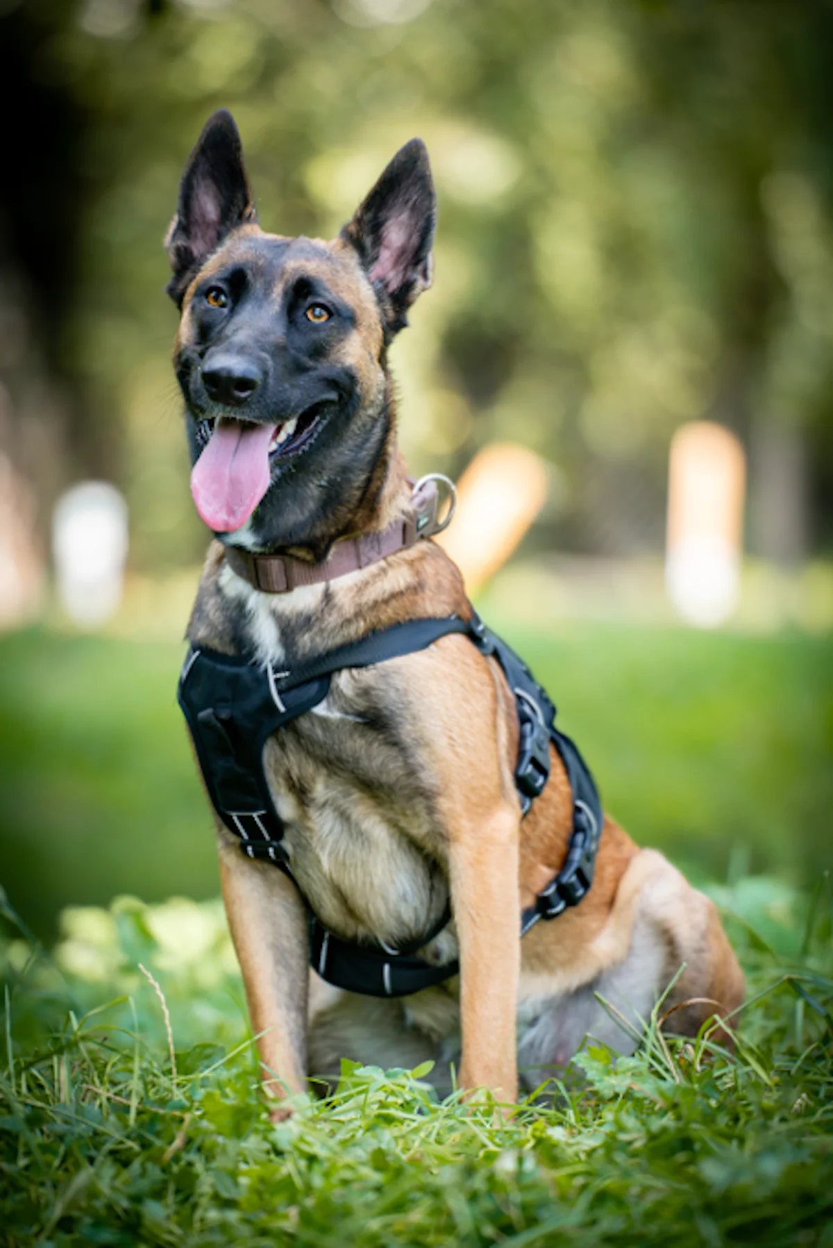 Hündinnen von Tierschutzverein Pforzheim und Umgebung e.V