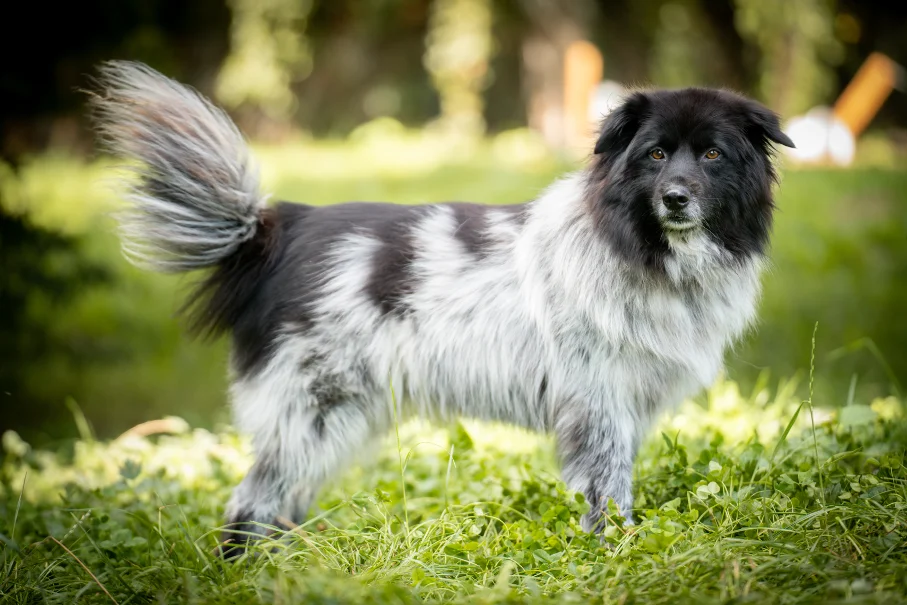 Hündinnen von Tierschutzverein Pforzheim und Umgebung e.V