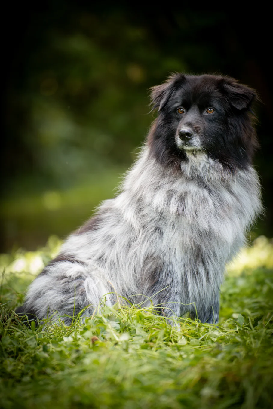 Hündinnen von Tierschutzverein Pforzheim und Umgebung e.V