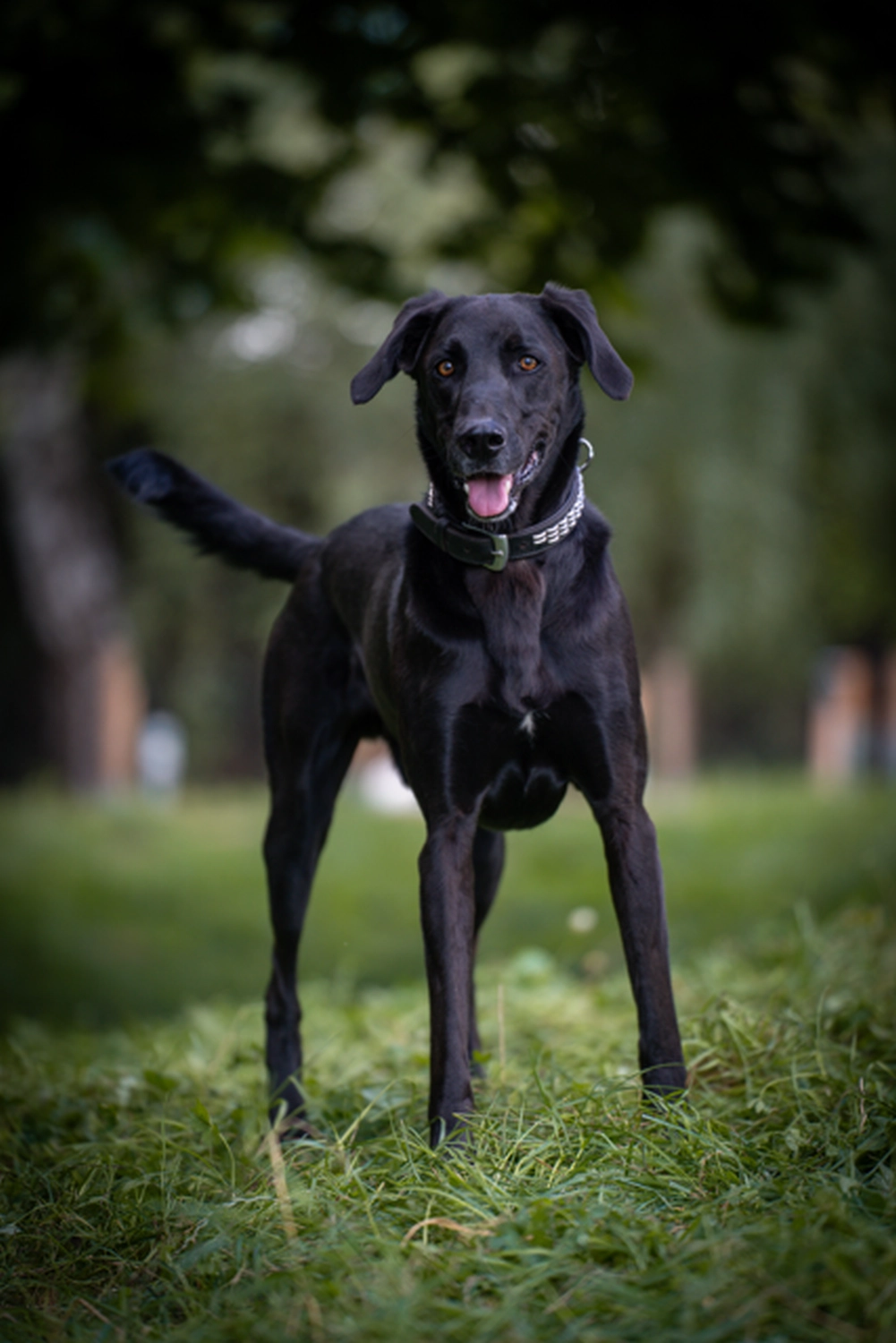 Hund von Tierschutzverein Pforzheim und Umgebung e.V