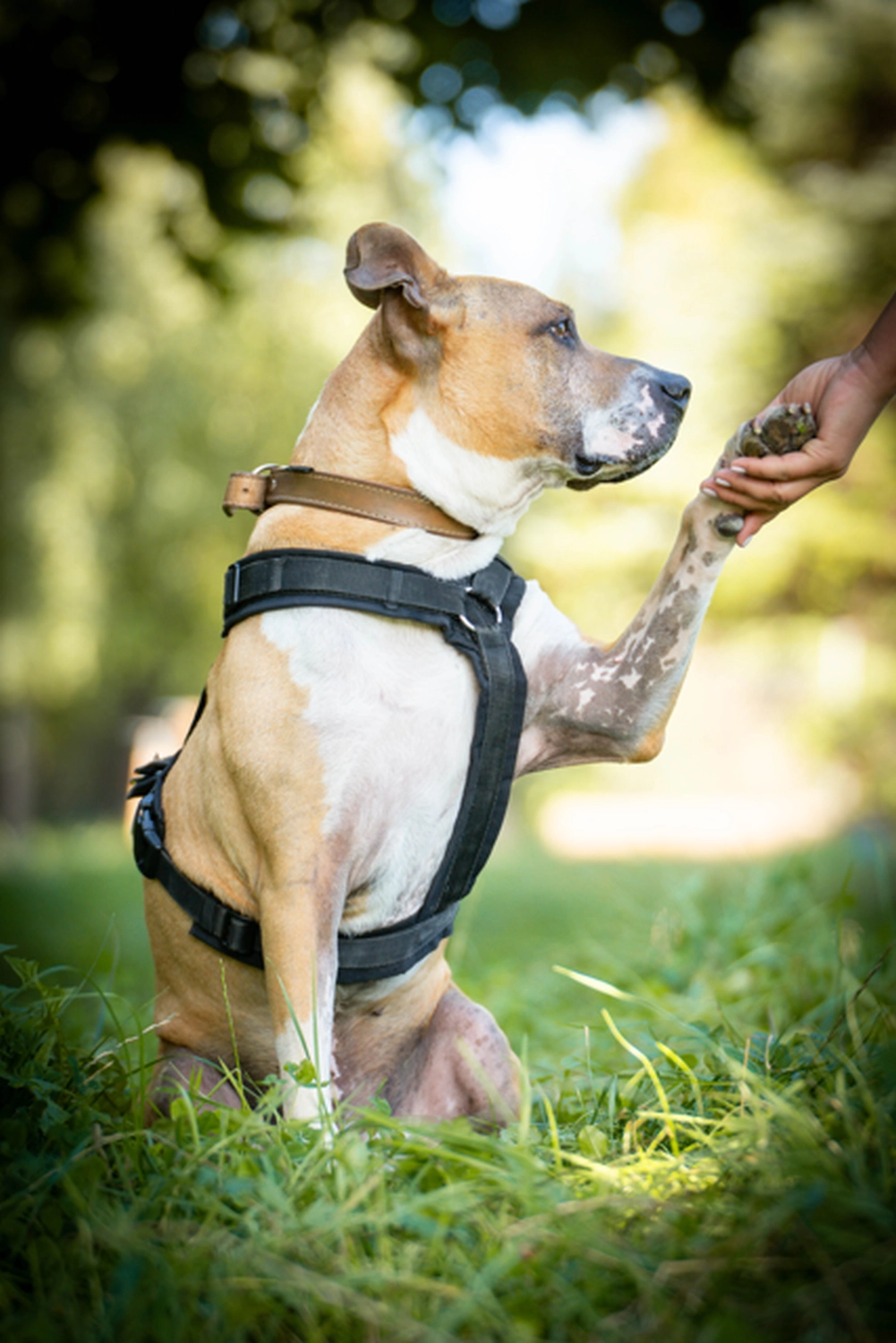 Hund von Tierschutzverein Pforzheim und Umgebung e.V