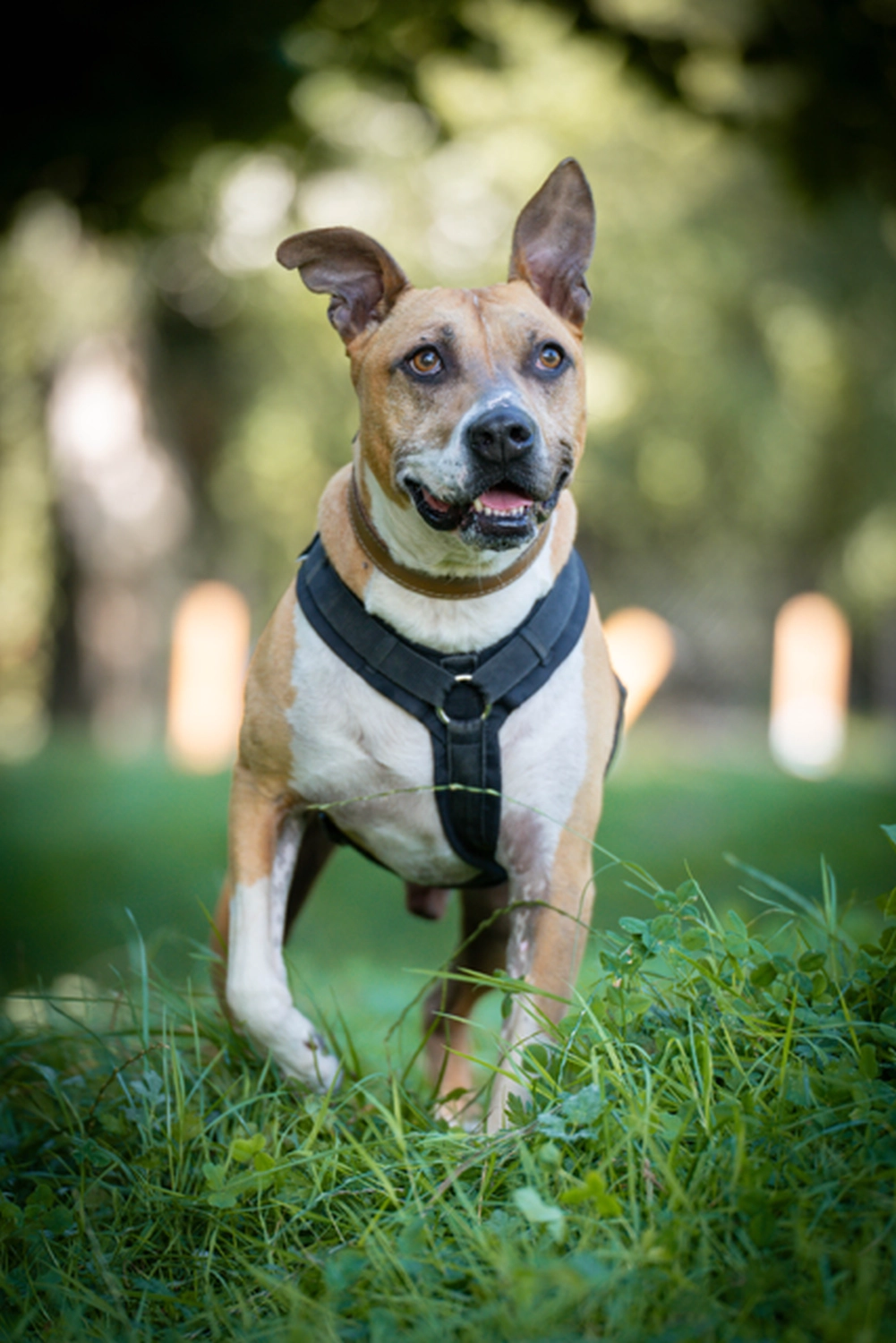 Hund von Tierschutzverein Pforzheim und Umgebung e.V