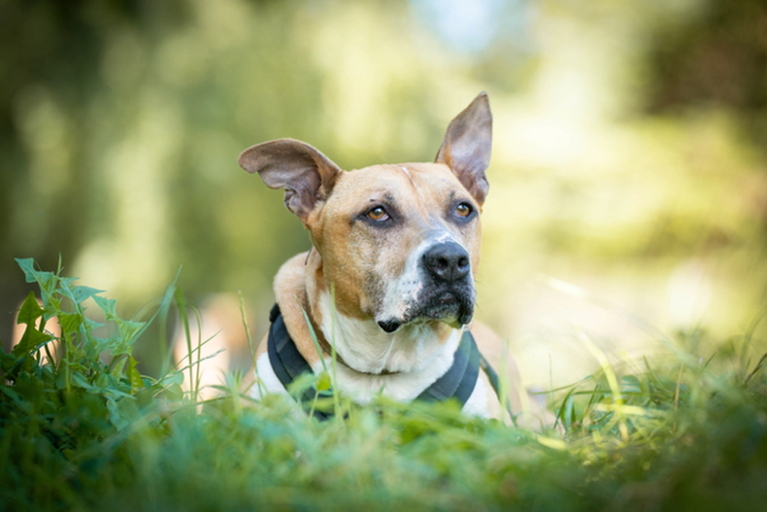 Hund von Tierschutzverein Pforzheim und Umgebung e.V