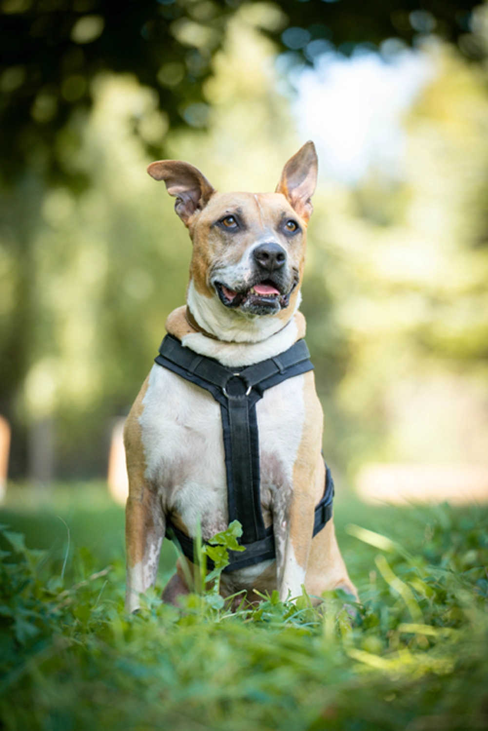 Hund von Tierschutzverein Pforzheim und Umgebung e.V