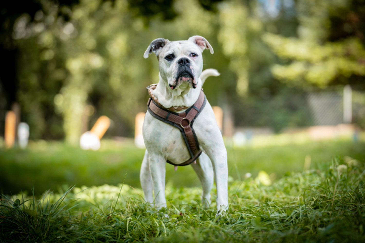 Hündinnen von Tierschutzverein Pforzheim und Umgebung e.V