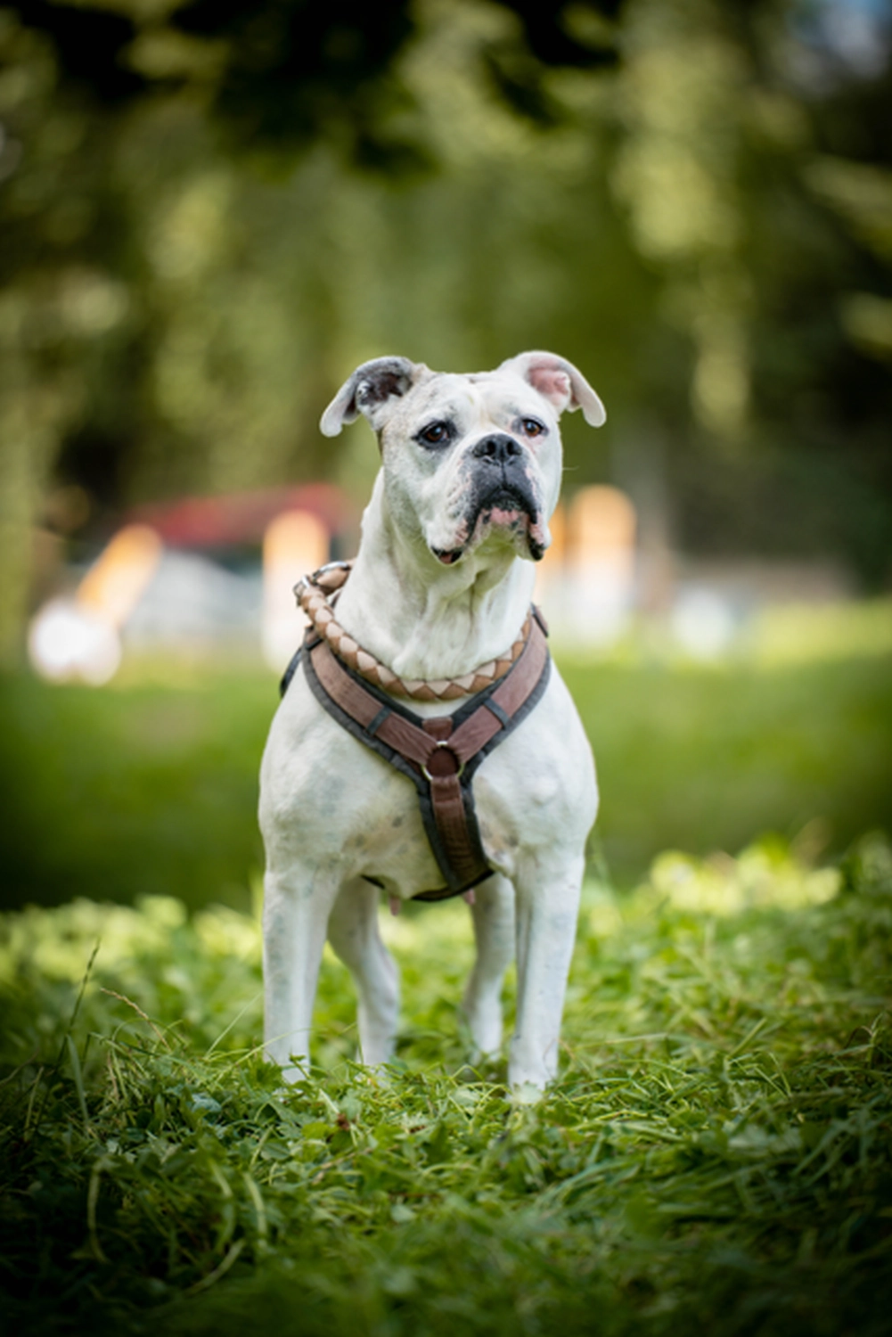 Hündinnen von Tierschutzverein Pforzheim und Umgebung e.V