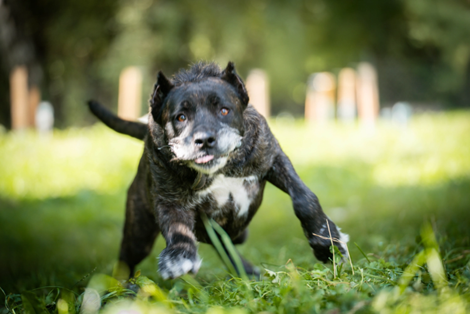 Hündinnen von Tierschutzverein Pforzheim und Umgebung e.V
