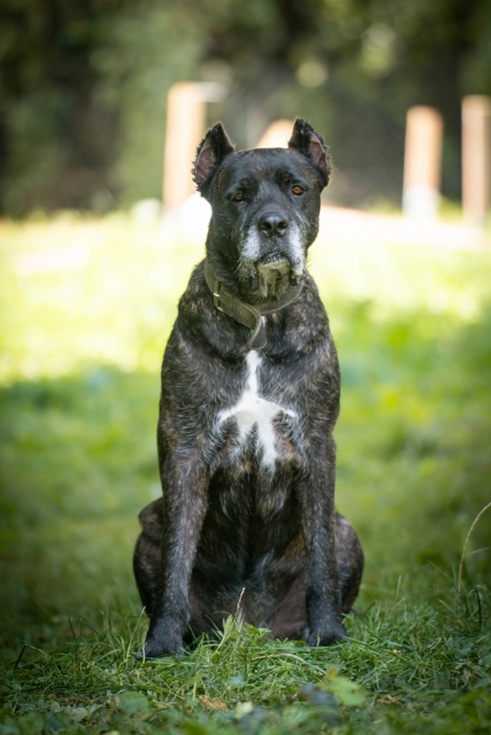 Hündinnen von Tierschutzverein Pforzheim und Umgebung e.V