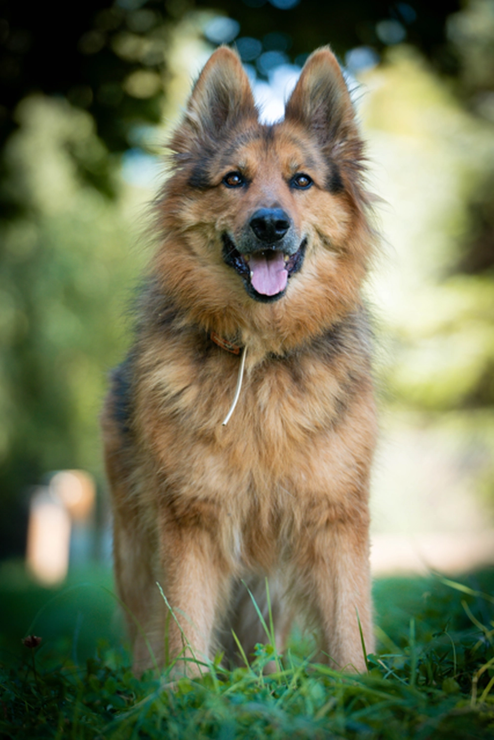 Hund von Tierschutzverein Pforzheim und Umgebung e.V