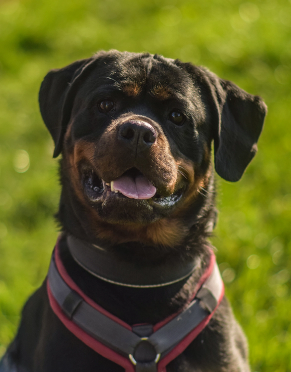 Hündinnen von Tierschutzverein Pforzheim und Umgebung e.V