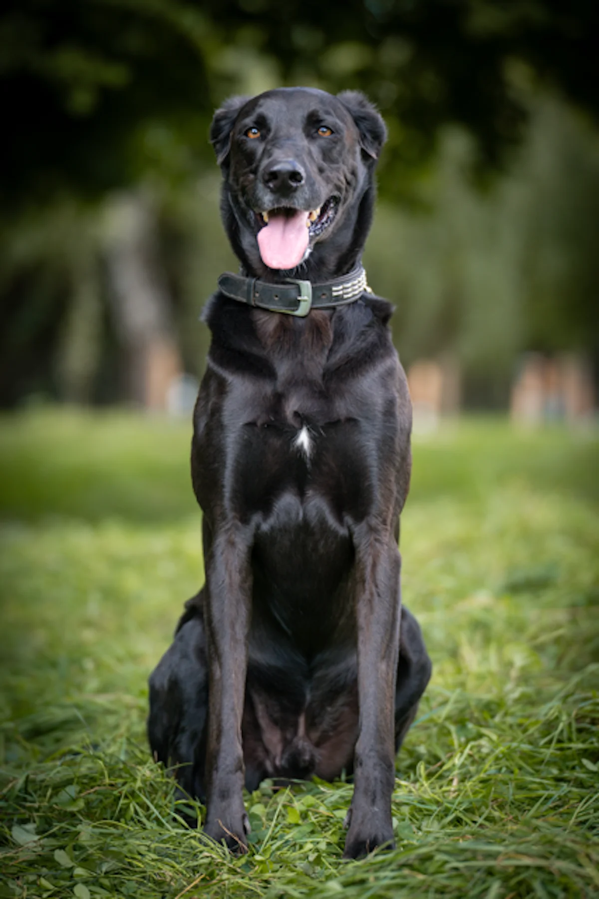 Hund von Tierschutzverein Pforzheim und Umgebung e.V