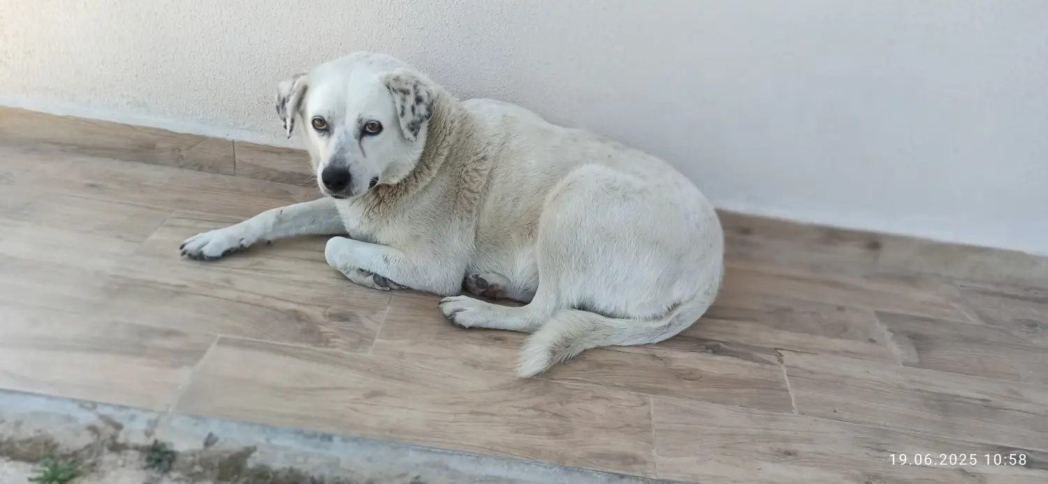 Hund von Tierschutzverein Pforzheim und Umgebung e.V