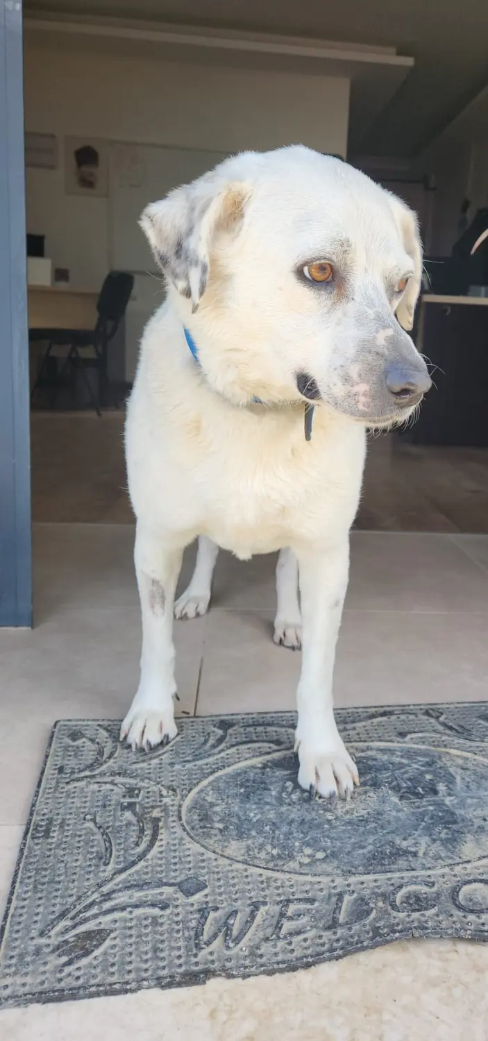 Hund von Tierschutzverein Pforzheim und Umgebung e.V