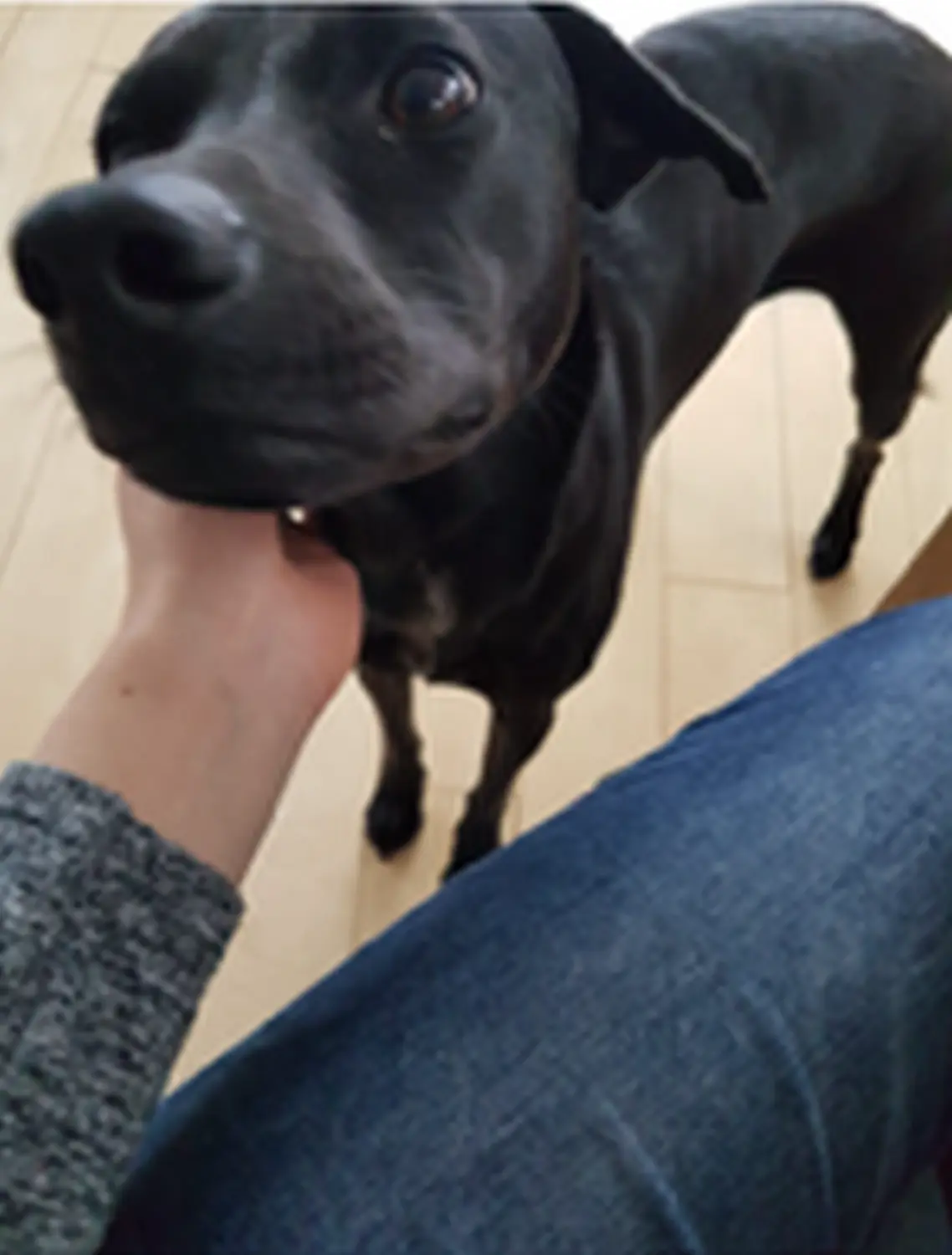 Hund von Tierschutzverein Pforzheim und Umgebung e.V