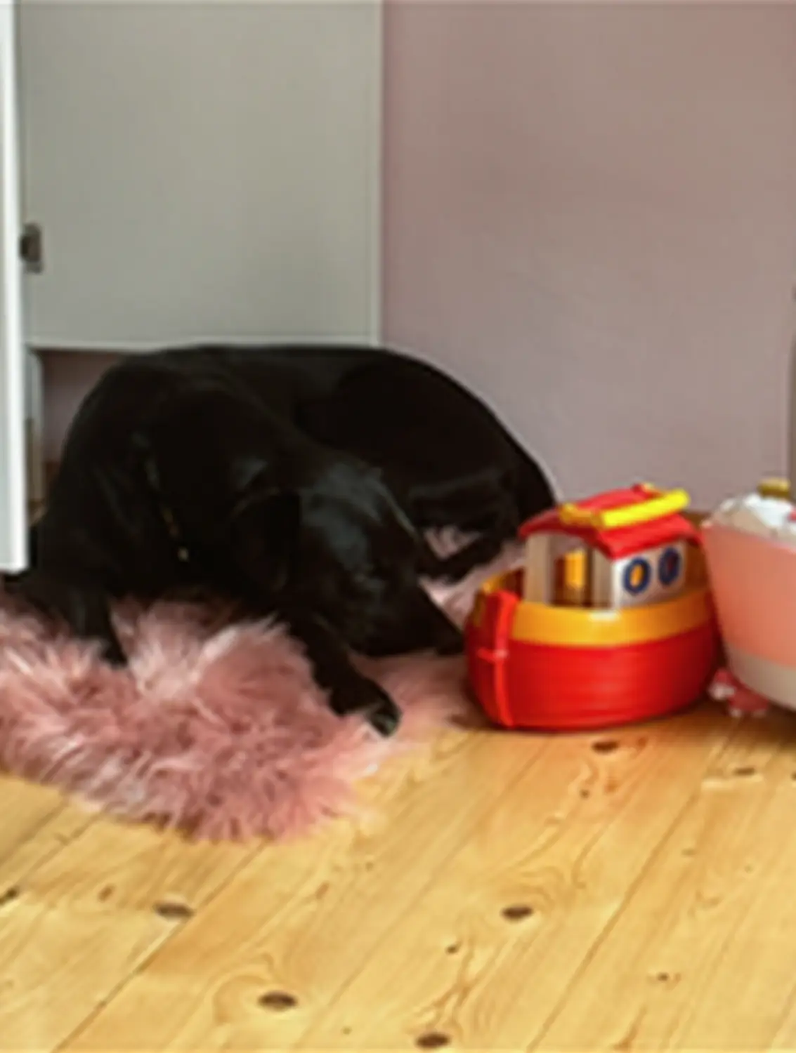 Hund von Tierschutzverein Pforzheim und Umgebung e.V