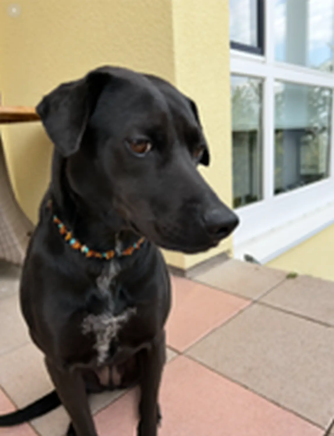 Hund von Tierschutzverein Pforzheim und Umgebung e.V