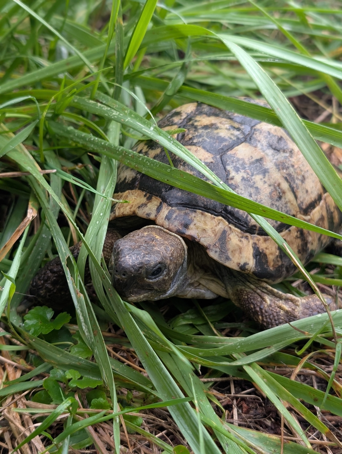 Vögel von Tierschutzverein Pforzheim und Umgebung e.V