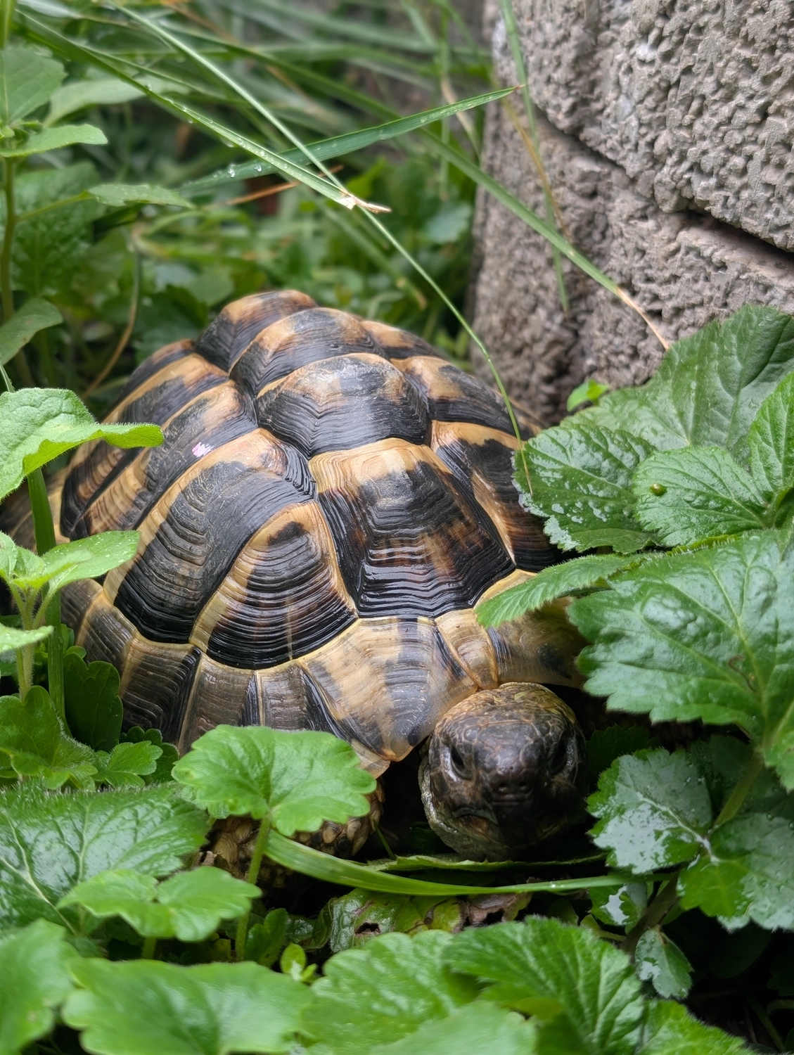 Vögel von Tierschutzverein Pforzheim und Umgebung e.V