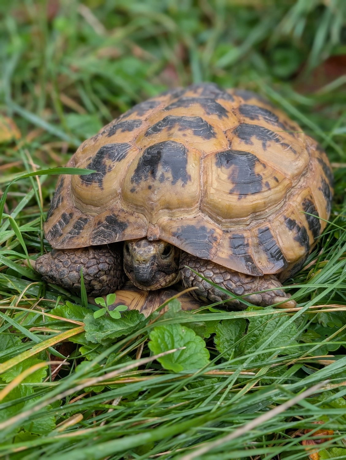 Vögel von Tierschutzverein Pforzheim und Umgebung e.V