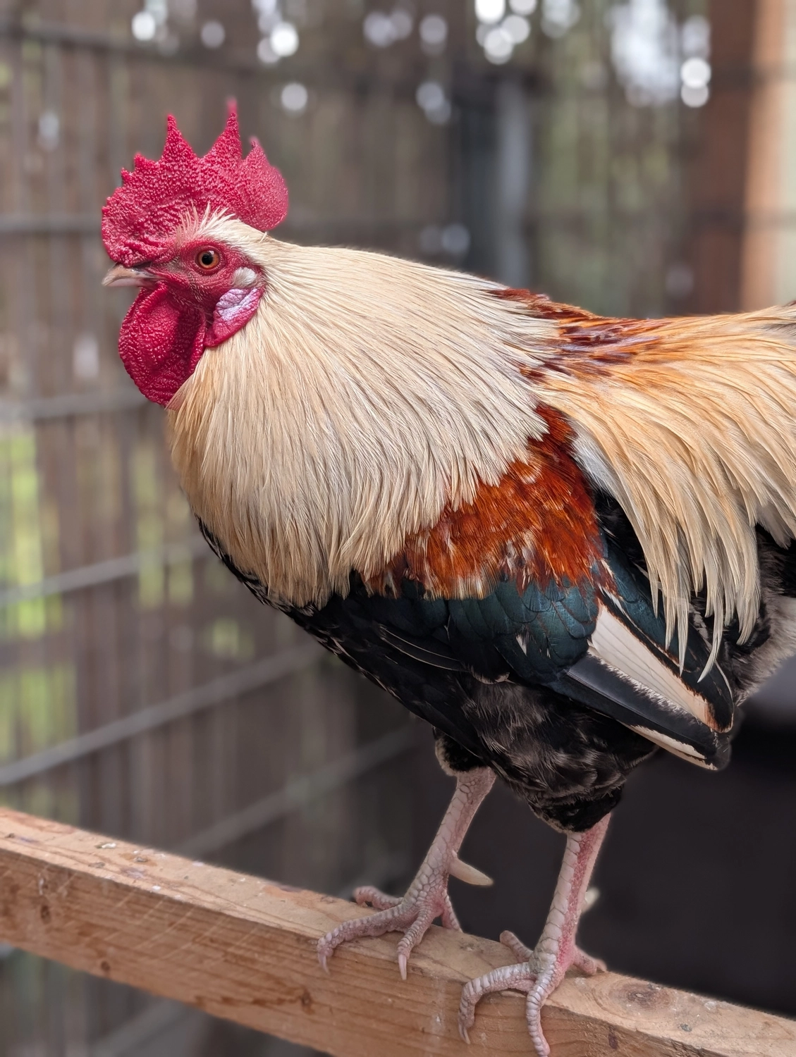 Vögel von Tierschutzverein Pforzheim und Umgebung e.V