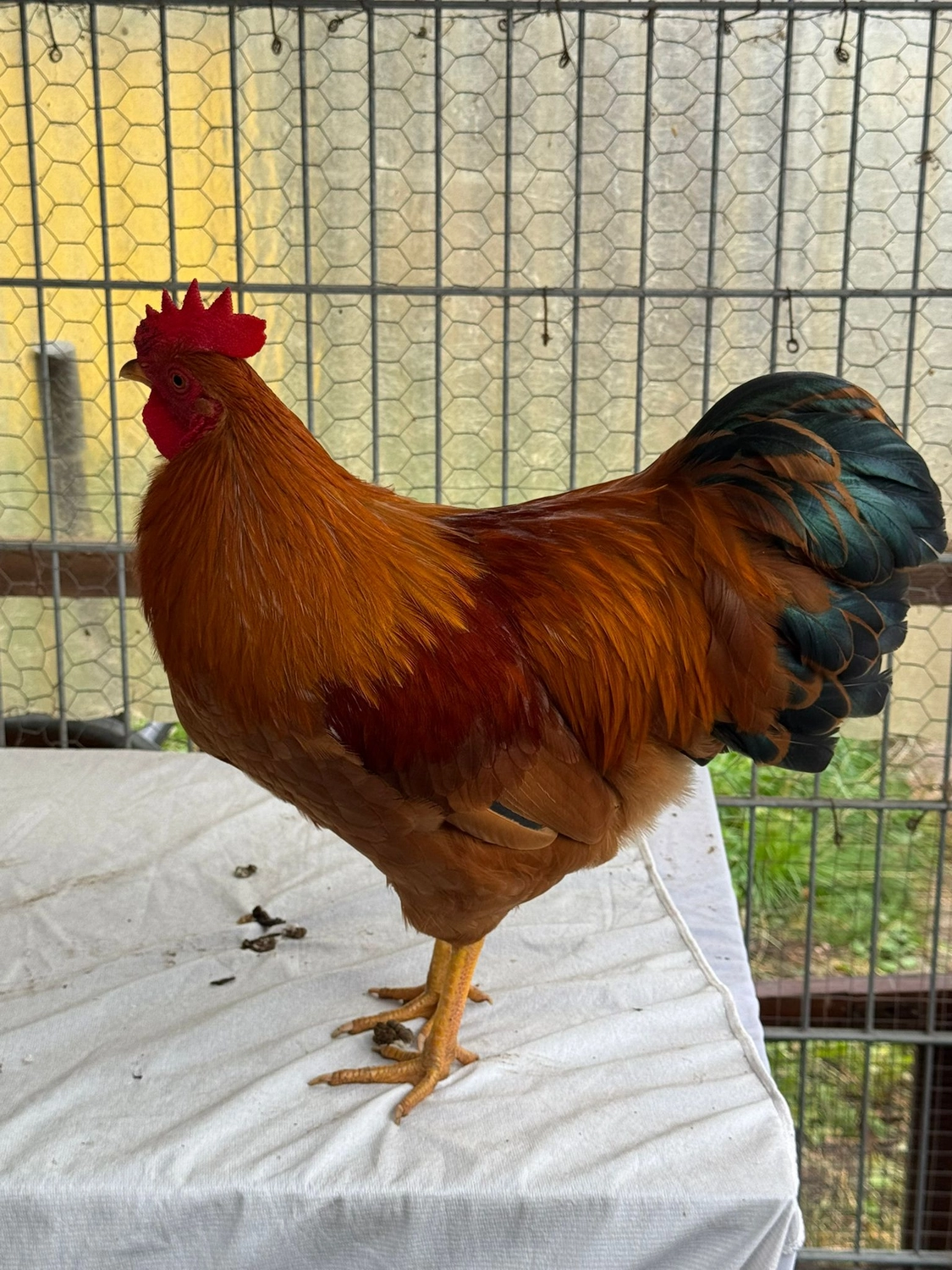 Vögel von Tierschutzverein Pforzheim und Umgebung e.V