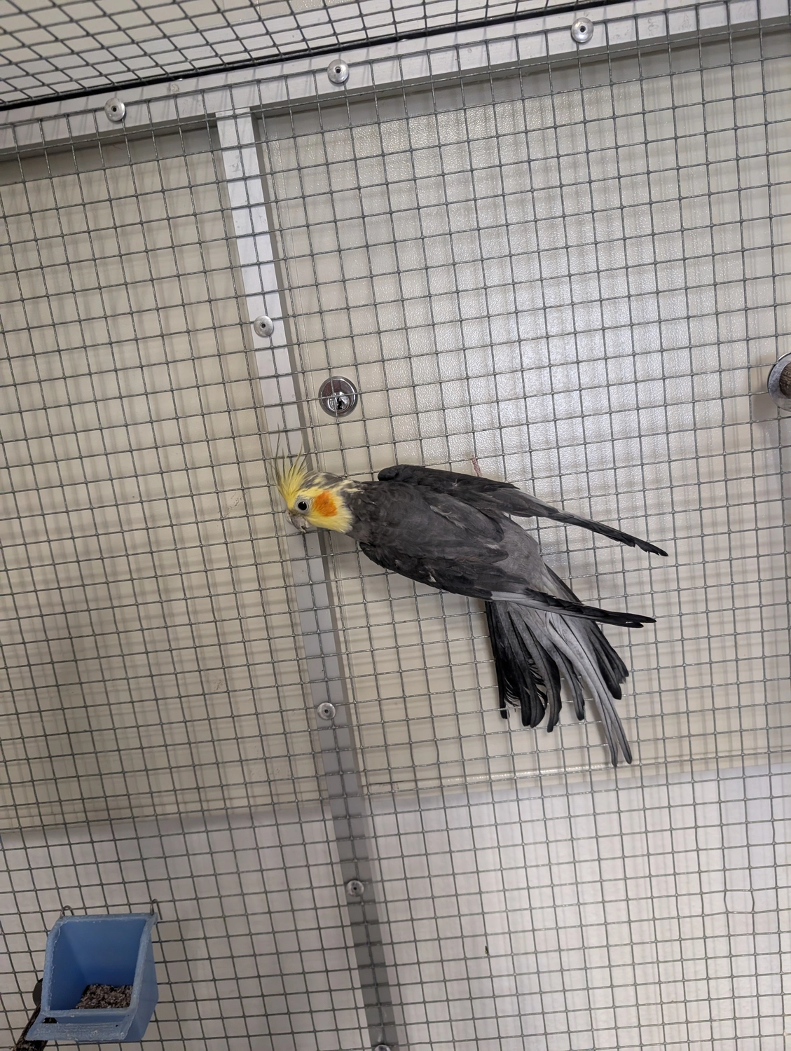 Vögel von Tierschutzverein Pforzheim und Umgebung e.V