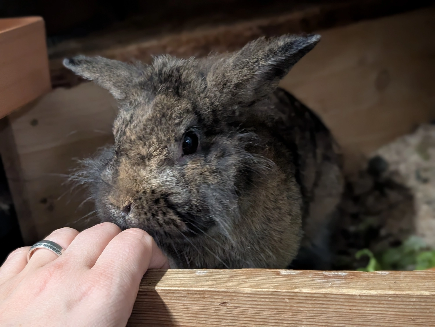 Vögel von Tierschutzverein Pforzheim und Umgebung e.V