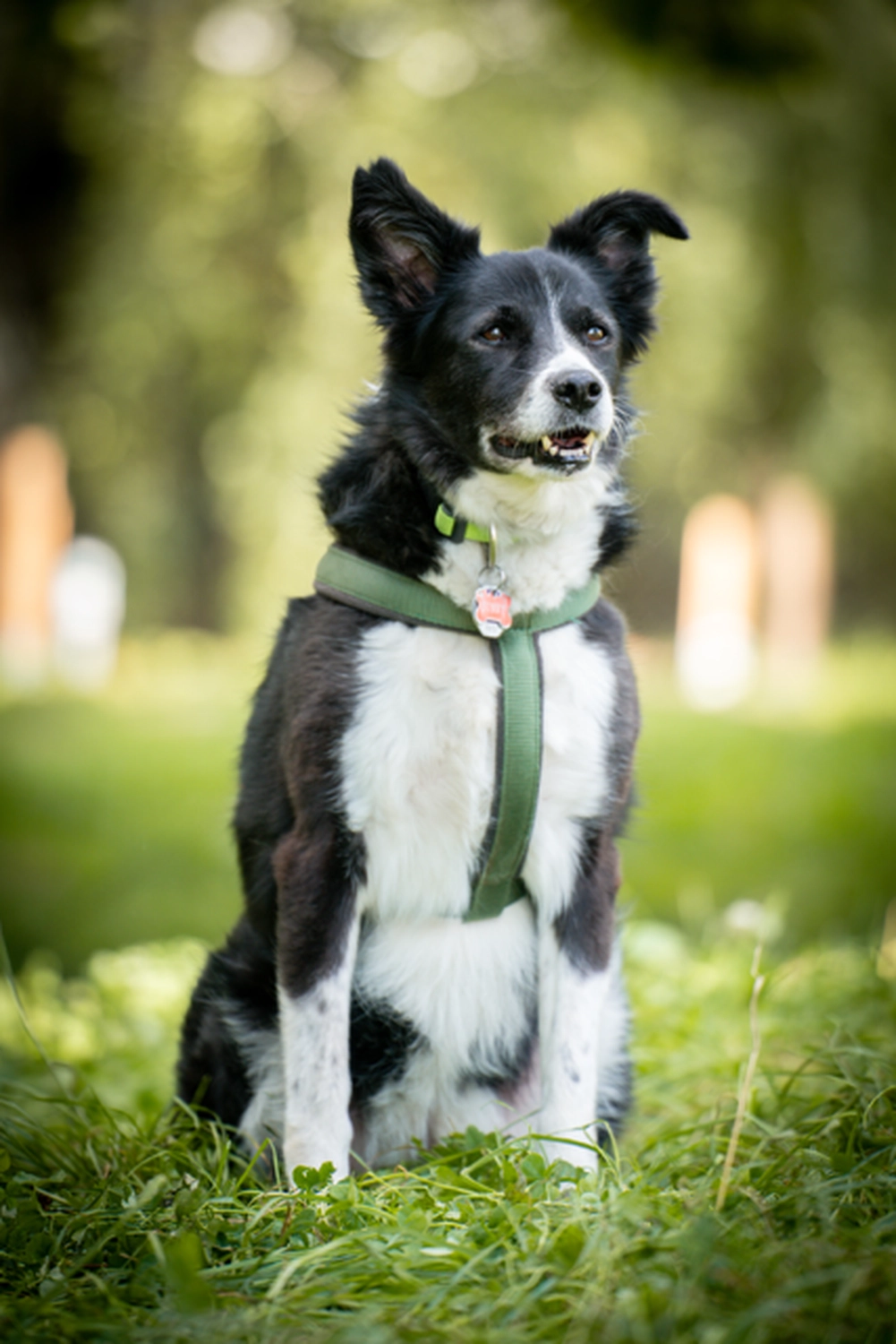 Hündinnen von Tierschutzverein Pforzheim und Umgebung e.V