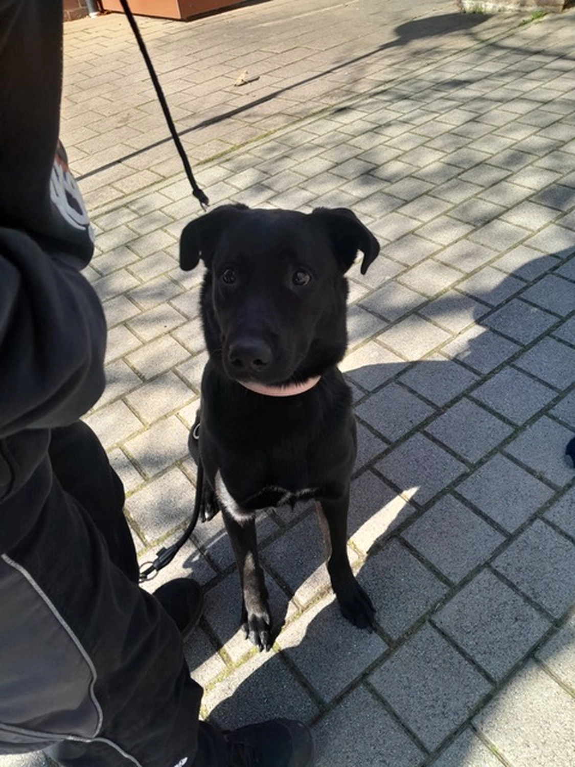 Hund von Tierschutzverein Pforzheim und Umgebung e.V