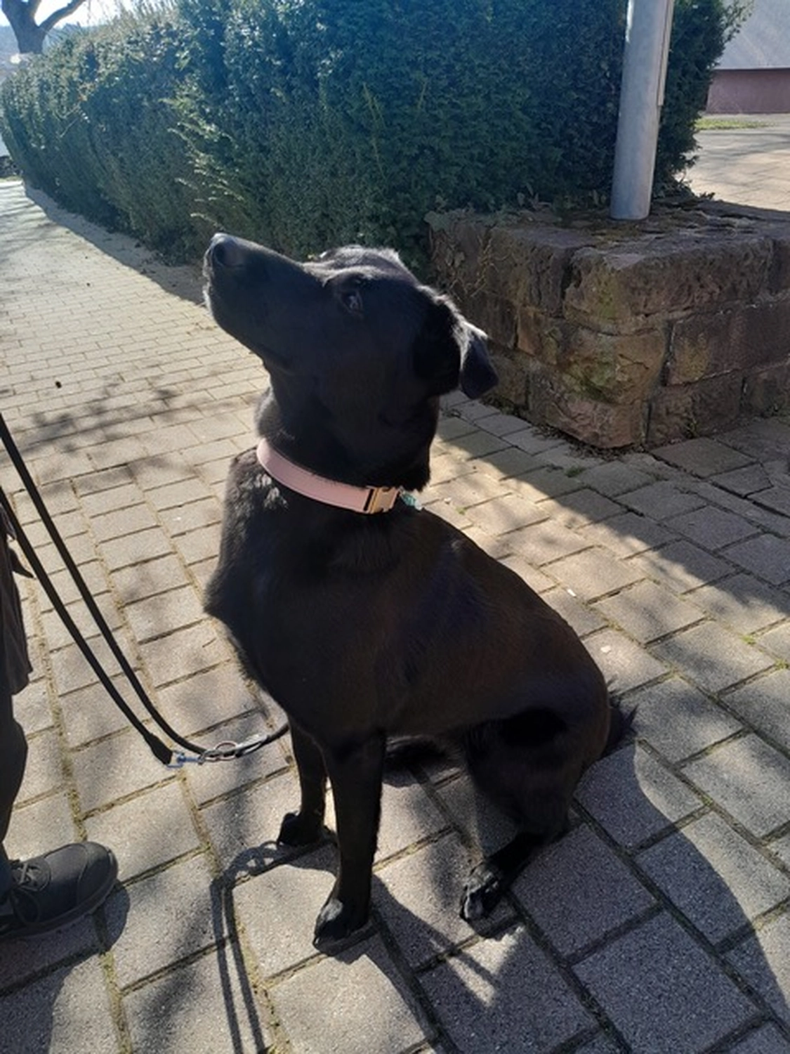 Hund von Tierschutzverein Pforzheim und Umgebung e.V