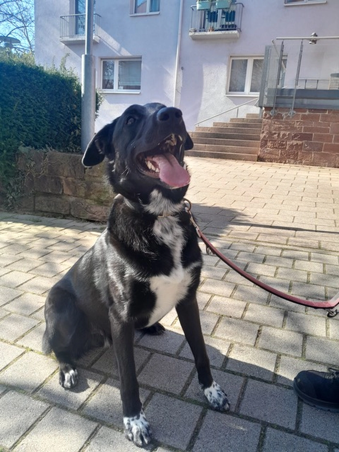 Hund von Tierschutzverein Pforzheim und Umgebung e.V