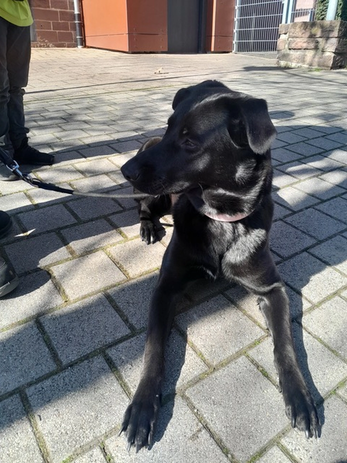 Hund von Tierschutzverein Pforzheim und Umgebung e.V