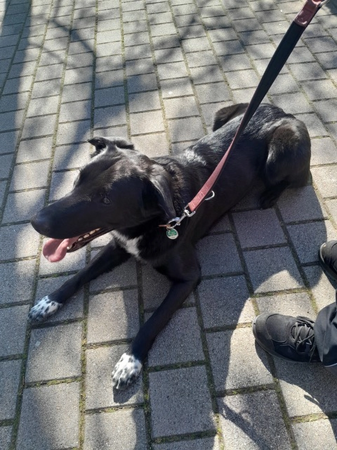 Hund von Tierschutzverein Pforzheim und Umgebung e.V